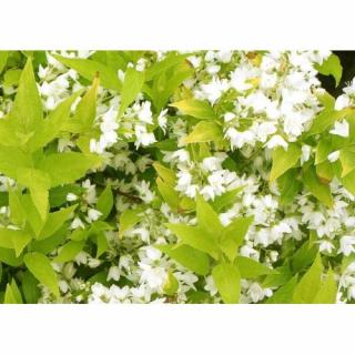 Trojpuk štíhly (Deutzia Gracilis) ´AUREA´ - výška 20-30 cm, kont. C3L