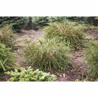 Tuja riasnatá (Thuja plicata) ´WHIPCORD´ - výška 15-25 cm, ∅ 30-40 cm, kont. C2L