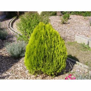Tuja východná (Thuja orientalis) ´ELEGANTISSIMA´ - výška 20-40 cm, kont. C5L