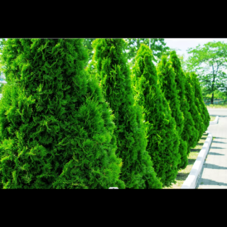 Tuja východná (Thuja orientalis) ´JUSTYNKA´ - výška 30-40 cm, kont. C5L