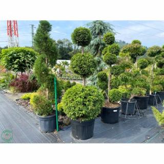 Tuja západná (Thuja occidentalis) ´BRABANT´ - výška 160 cm, kont. C90L - TVAROVANÁ DREVINA