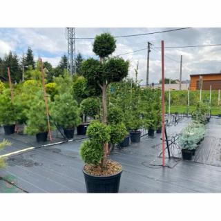Tuja západná (Thuja occidentalis) ´BRABANT´ - výška 200 cm, kont. C90L - POMPONS