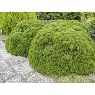 Tuja západná (Thuja occidentalis) ´DANICA´ - výška 15-25 cm, kont. C2L