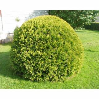 Tuja západná (Thuja occidentalis) ´DANICA´ - výška 30-40 cm, kont. C5L