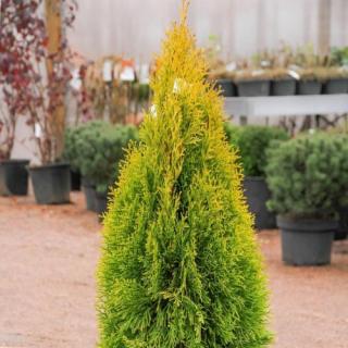 Tuja západná (Thuja occidentalis) ´GOLDEN ANNE´ ®- výška 40-60 cm, kont. C5L - 2. Trieda/Kvalita B