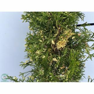 Tuja západná (Thuja occidentalis) ´STARSTRUCK´ – výška 50 – 80 cm, kont. C5L