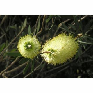 Tyčinkovec (Callistemon pallidus) ´BIANCO´ - výška 50-70 cm, kont. C7L, biely