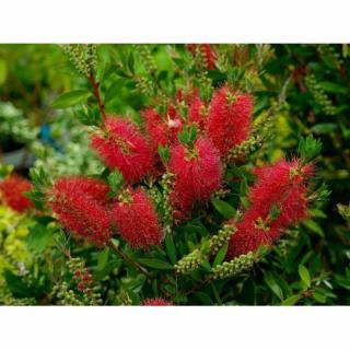 Tyčinkovec kopijovitolistý (Callistemon citrinus) ´LAEVIS´ - výška 70-90 cm, C3L, červený