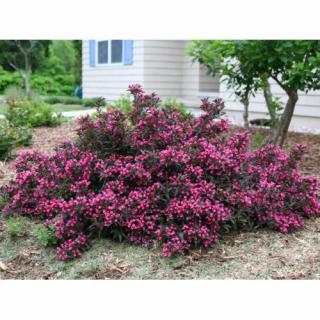 Vajgela kvetnatá (Weigela florida) ´ALEXANDRA´® - výška 30-40 cm, kont. C2L