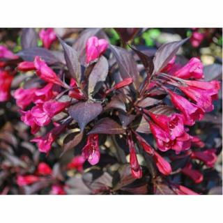 Vajgela kvetnatá (Weigela florida) ´ALEXANDRA´® - výška 50-80 cm, kont. C7,5L