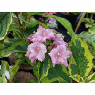 Vajgela kvetnatá (Weigela florida) ´LOOYMANSII AUREA´ - výška 40-60 cm, kont. C7.5L