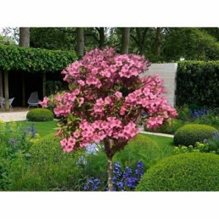 Vajgela kvetnatá (Weigela florida) ´STYRIACA´ - výška 100-120 cm, kont. C3L – NA KMIENKU