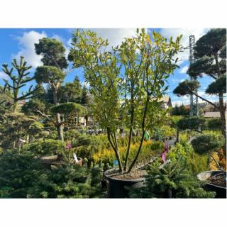 Vavrínovec lekársky (Prunus laurocerasus) ´NOVITA´ - výška 250-270 cm, kont. C230L (-21°C) VIACKMENNÝ