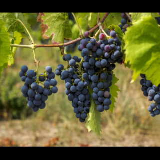 Vinič stolový (Vitis Vinifera) ´RONDO´ - výška 60-80 cm, kont.C2L
