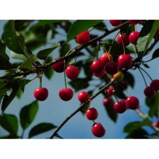 Višňa - čerešňa višňová (Prunus cerasus) ´KELLERIS´ - neskorá, výška 120-150 cm, voľnokorenná
