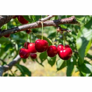 Višňa - čerešňa višňová (Prunus cerasus) ´LUTOWKA´ - stredne skorá, výška: 120-150 cm, voľnokorenná