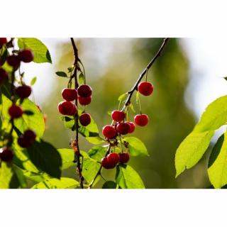 Višňa - čerešňa višňová (Prunus cerasus) ´PANDA´ - stredne skorá, výška: 120-150 cm, voľnokorenná