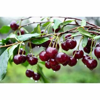 Višňa (Prunus cerasus) ´GRONIASTA´ - stredne skorá, výška: 160-180 cm, voľnokorenná