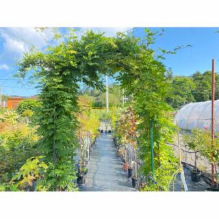 Vistéria čínska (Wisteria sinensis) ´PROLIFIC´ - 230 cm, kont. 2x C60L – BRÁNA