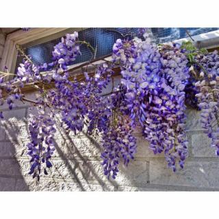 Vistéria čínska (Wisteria sinensis) ´PROLIFIC´ - výška 150-200cm, kont. C7.5L