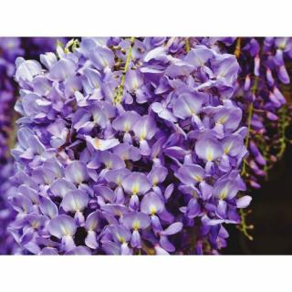Vistéria kvetnatá (Wisteria floribunda) ´ITO KOKU RIU´ - výška 150-200 cm, kont. C3L
