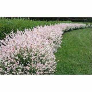 Vŕba japonská (Salix integra) ´HAKURO NISHIKI´ - výška 30-50 cm, kont. C3L