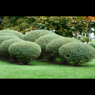 Vŕba purpurová (Salix purpurea) ´NANA´, výška: 40-60 cm, kont. C3L