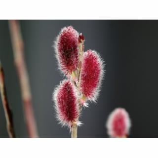 Vŕba štíhlopestíková (Salix gracilistyla) ´MOUNT ASO´® - výška 50-80 cm, kont. C18L