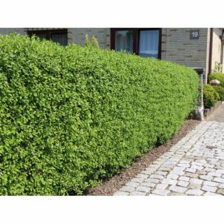 Vtáčí zob obyčajný (Ligustrum Vulgare)  ´ATROVIRENS´ - výška 40-60 cm, kont. C2L