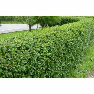Vtáčí zob obyčajný (Ligustrum Vulgare) ´ATROVIRENS´ - výška 80-120 cm, kont. C3L