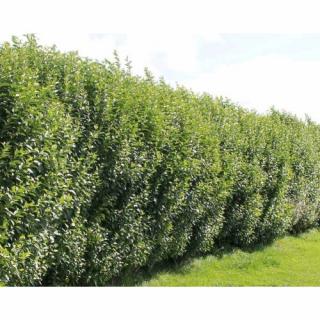 Vtáčí zob vajcolistý (Ligustrum Ovalifolium) - výška 20-50 cm, kont. C2L