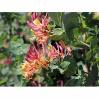 Zemolez heckrotov (Lonicera heckrottii) ´GOLDFLAME´ - výška 150-170 cm, kont.C3L
