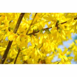 Zlatý dážď (Forsythia intermedia) ´LYNWOOD´ - výška 100-130 cm, kont. C3L - NA KMIENKU