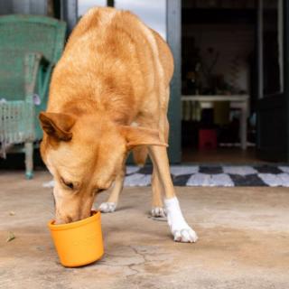 LickiMat Yoggie Pot lízacia miska Farba: Oranžová