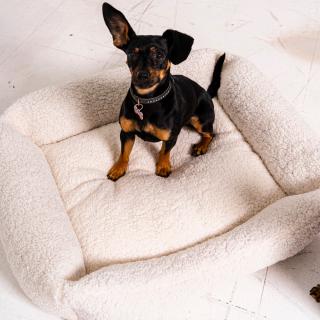 Rexproduct Frida Teddy huňatý pelech Farba: Smotanová, Veľkosť: M