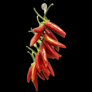 Chilli Girlanda  - zväzok 24x papričiek Bird’s eye 15cm